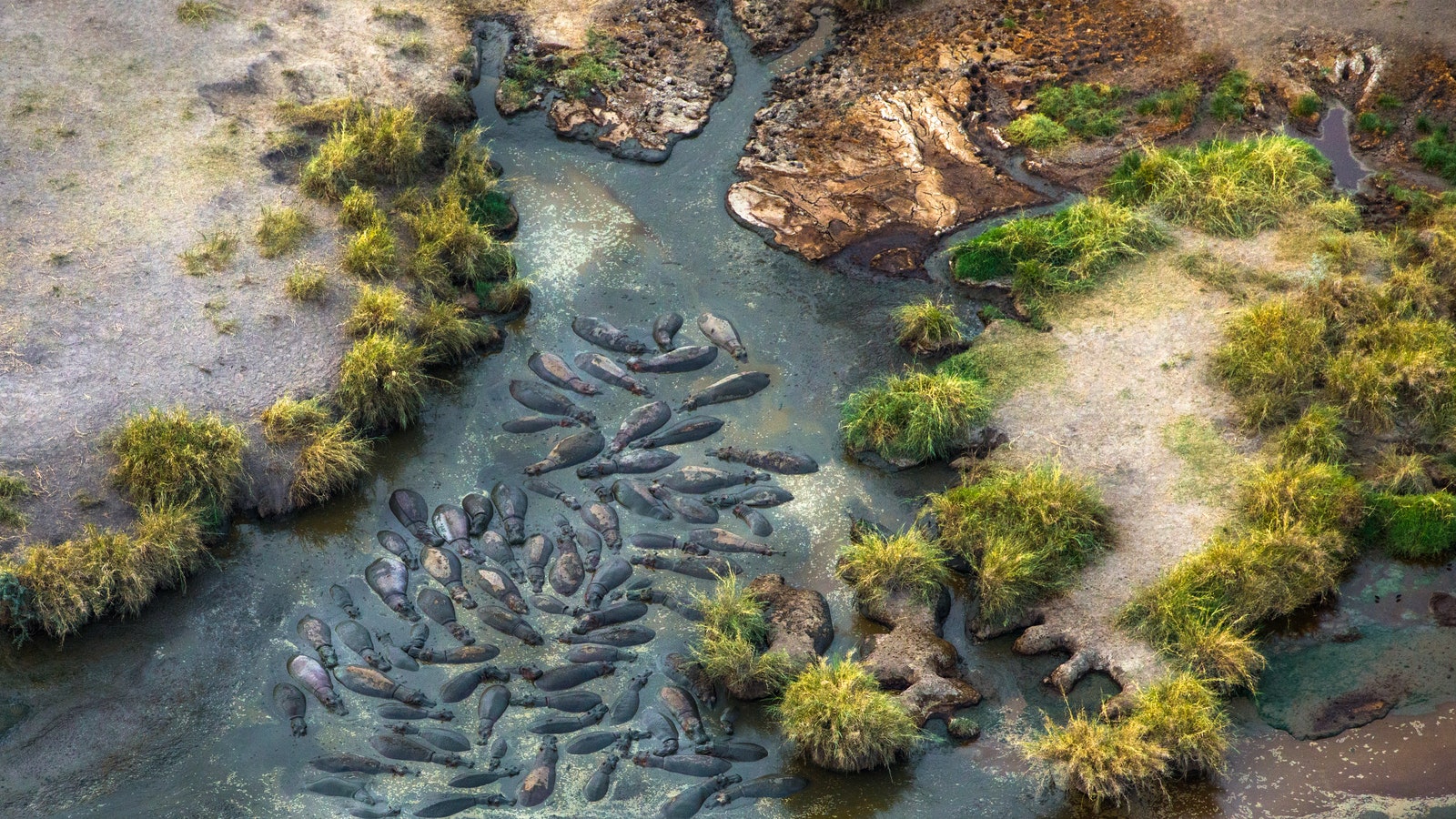 A group of hippopotamus from above Serengeti National Park.